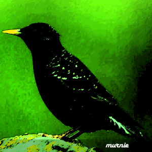 bitter birds sampler avatar